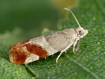 Epinotia cruciana L. adulte - ©Patrick Clement