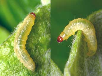  Chenille de Epinotia cruciana L. - Patrick Clement