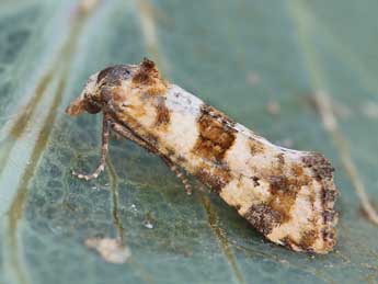 Cochylimorpha cultana Led. adulte - ©Lionel Taurand