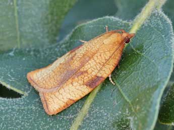 Lozotaenia cupidinana Stgr adulte - ©Lionel Taurand