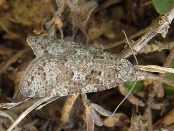 Cnephasia cupressivorana Stgr adulte - ©Jean-Pierre Lamoline