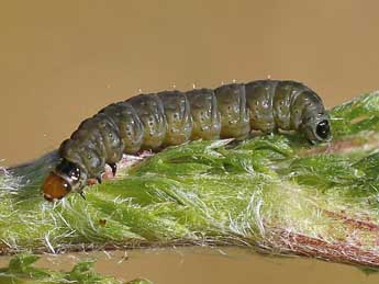  Chenille de Cnephasia cupressivorana Stgr - ©Lionel Taurand