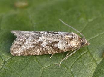 Cnephasia cupressivorana Stgr adulte - Lionel Taurand