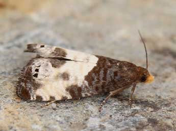 Notocelia cynosbatella L. adulte - Lionel Taurand