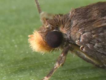 Notocelia cynosbatella L. adulte - Philippe Mothiron