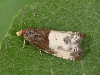 Notocelia cynosbatella L. adulte - Philippe Mothiron