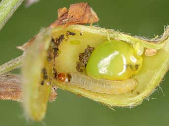  Chenille de Cydia cytisanthana Burmann & Prse - ©Jrg Schmid