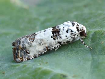 Epinotia dalmatana Rbl adulte - ©Lionel Taurand