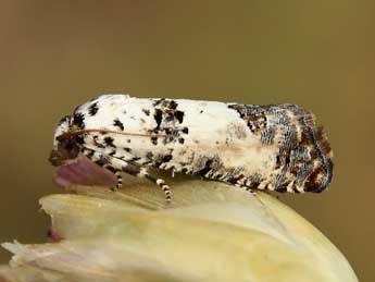 Epinotia dalmatana Rbl adulte - ©Lionel Taurand