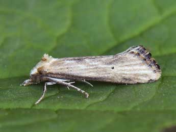 Cochylimorpha decolorella Z. adulte - ©Lionel Taurand