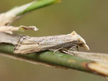 Cochylimorpha decolorella Z. adulte - ©Lionel Taurand