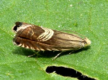 Grapholita delineana Wlk. adulte - ©Michel Ehrhardt