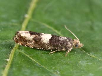 Epinotia demarniana Fisch. adulte - Philippe Mothiron