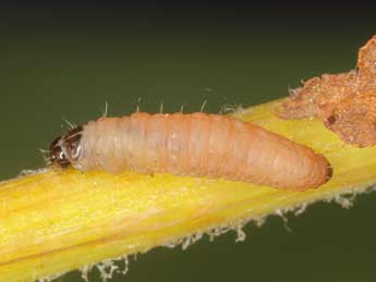  Chenille de Aethes deutschiana Zett. - ©Jrg Schmid