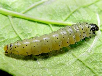  Chenille de Hedya dimidiana Cl. - Friedmar Graf