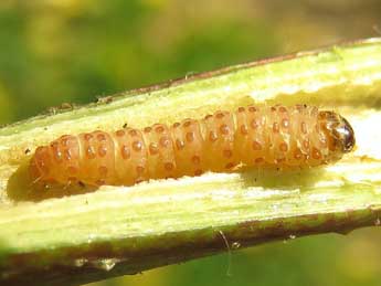  Chenille de Grapholita discretana Wocke - Ruben Meert