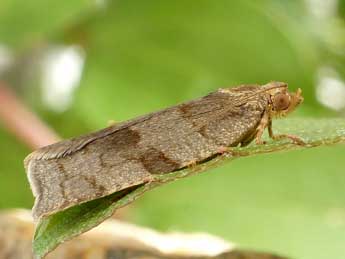 Choristoneura diversana Hb. adulte - ©Friedmar Graf