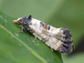 Cochylis dubitana Hb. adulte - ©Patrick Clement