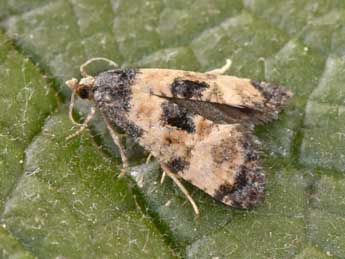 Cochylis dubitana Hb. adulte - Philippe Mothiron