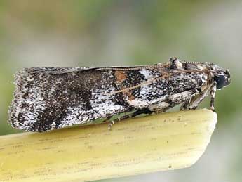 Acrobasis dulcella Z. adulte - ©Friedmar Graf