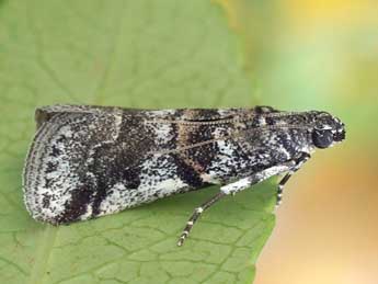 Acrobasis dulcella Z. adulte - ©Friedmar Graf