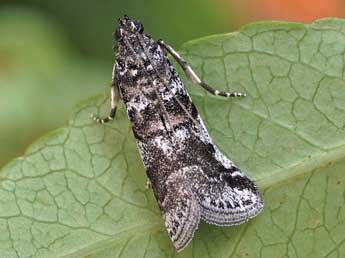 Acrobasis dulcella Z. adulte - Friedmar Graf