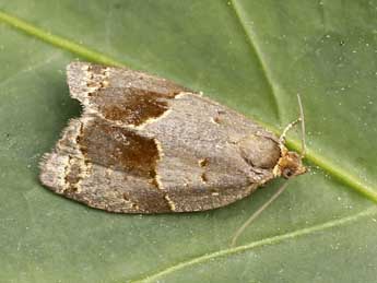 Clepsis dumicolana Z. adulte - Lionel Taurand