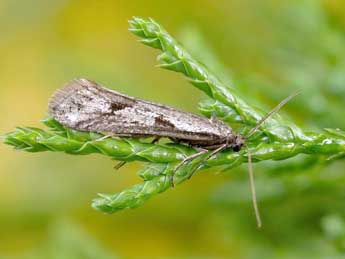 Exapate duratella Heyd. adulte - ©Lionel Taurand