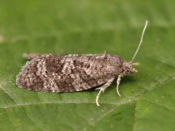 Cnephasia ecullyana Ral adulte - ©Lionel Taurand