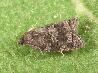 Cnephasia ecullyana Ral adulte - Philippe Mothiron