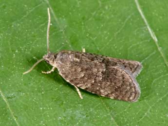 Cnephasia ecullyana Ral adulte - Philippe Mothiron