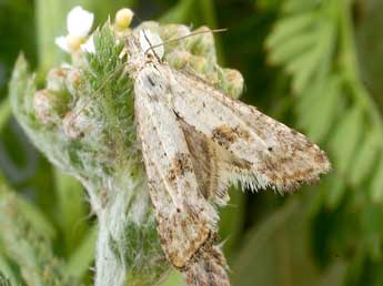 Cochylimorpha elongana Fisch. adulte - Friedmar Graf