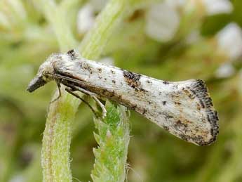 Cochylimorpha elongana Fisch. adulte - ©Friedmar Graf