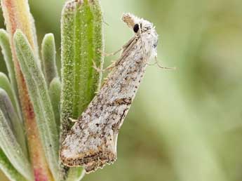 Cochylimorpha elongana Fisch. adulte - ©Friedmar Graf