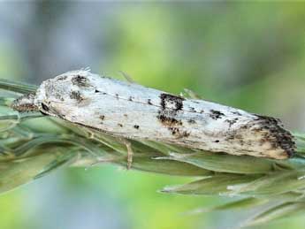 Cochylimorpha elongana Fisch. adulte - ©Friedmar Graf