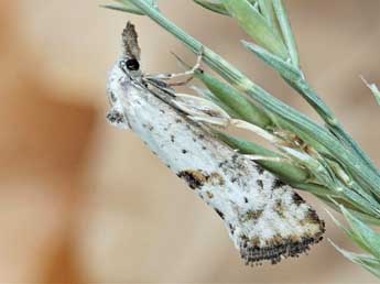 Cochylimorpha elongana Fisch. adulte - ©Friedmar Graf