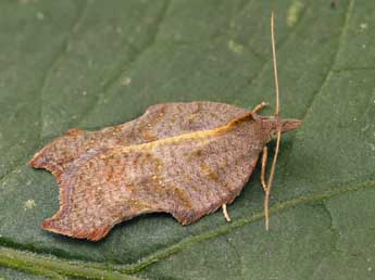 Acleris emargana F. adulte - ©Lionel Taurand