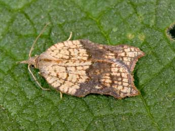 Acleris emargana F. adulte - ©Philippe Mothiron