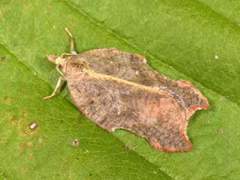 Acleris emargana F. adulte - Philippe Mothiron