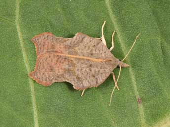 Acleris emargana F. adulte - ©Philippe Mothiron