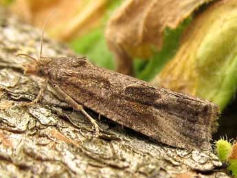 Endothenia ericetana Humph. & Westw. adulte - Friedmar Graf