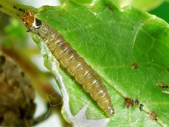  Chenille de Argyroploce externa Ev. - ©Friedmar Graf