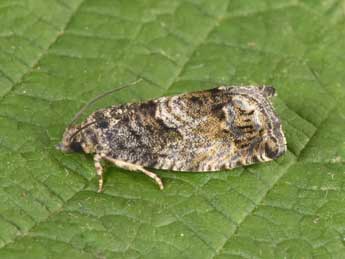 Cydia fagiglandana Z. adulte - Philippe Mothiron