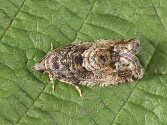 Cydia fagiglandana Z. adulte - Philippe Mothiron