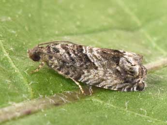 Cydia fagiglandana Z. adulte - Philippe Mothiron