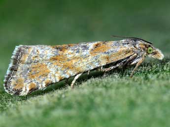 Eriopsela fenestrellensis Huemer adulte - ©Michel Billard