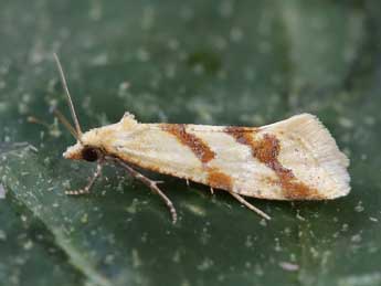 Aethes fennicana M. Hering adulte - ©Lionel Taurand