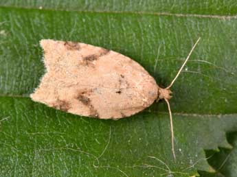 Acleris ferrugana D. & S. adulte - Philippe Mothiron