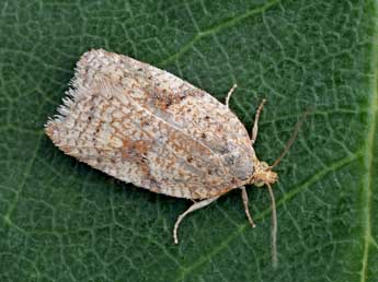 Acleris ferrugana D. & S. adulte - ©Patrick Clement