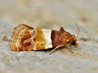 Epinotia festivana Hb. adulte - ©Lionel Taurand